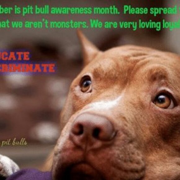 Pitbulls: The Most Misunderstood Dog - Picture 3 of 11
